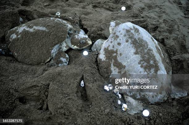 Olive ridley sea turtles spawn in Ostional beach, in Ostional National Wildlife Refuge, some 300 km north of San Jose, on the Pacific coast of Costa...