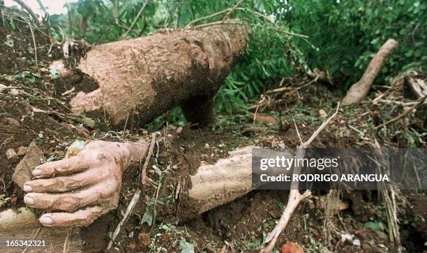 La mano de un hombre que murio luego que un alud de lodo dejara completamente enterrado dos comunidades del poblado de Posoltega distante 130 Km al...