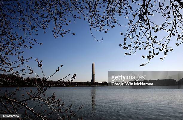 With the Washington Monument as a background, cherry blossoms slowly start to open around the Tidal Basin as a colder-than-normal March and chilly...
