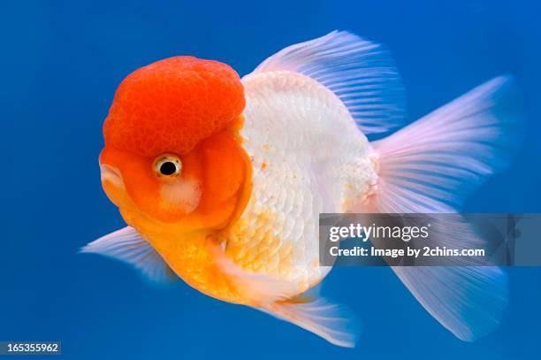 oranda lion head goldfish - gold fish stock pictures, royalty-free photos & images