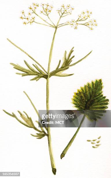 Col x 6 in / 96x152 mm / 327x518 pixels Eeli-Ethel Polli illustration of anise plant .