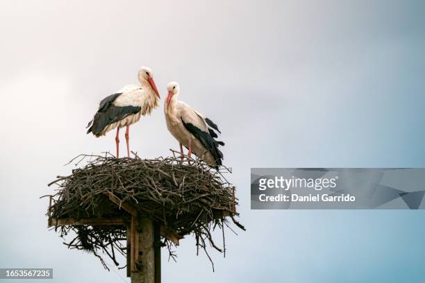 stork couple in their nest, a stork couple in their sanctuary, wildlife photography - storch stock-fotos und bilder