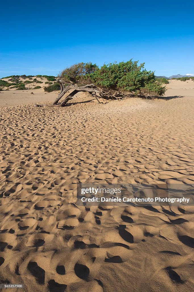 Wind tree and dunes