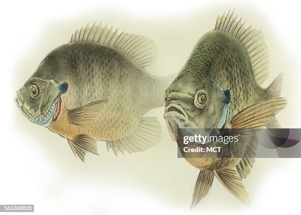 Lee Hulteng color illustration of two bluegill fish.