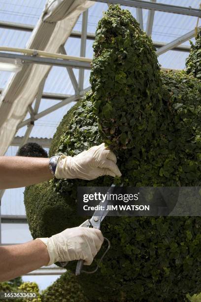 An employee makes adjustments on a topiary in the backstage greenhouse area at Disney World in Orlando, Florida, April 10, 2008. The complex is...