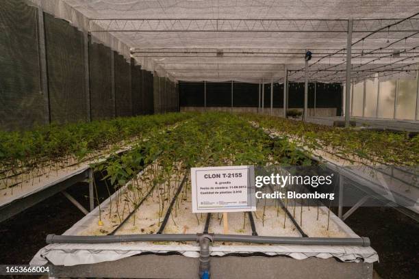 Cloned eucalyptus tree seedlings grow in a greenhouse at the forestry nursery in Makall, Chaco province, Argentina, on Wednesday, Sept. 6, 2023. The...