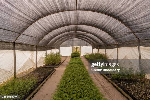 Tree seedlings grow in a greenhouse at the forestry nursery in Makall, Chaco province, Argentina, on Wednesday, Sept. 6, 2023. The majority...