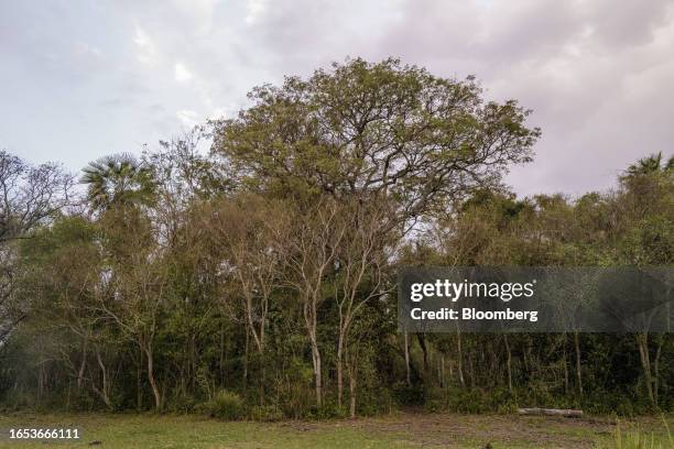 The Monte Constanza private nature reserve in Colonia Benitez, Chaco province, Argentina, on Wednesday, Sept. 6, 2023. The majority state-owned Chaco...