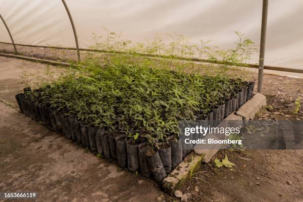Carob tree seedlings grow in a greenhouse at the forestry nursery in Makall, Chaco province, Argentina, on Wednesday, Sept. 6, 2023. The majority...
