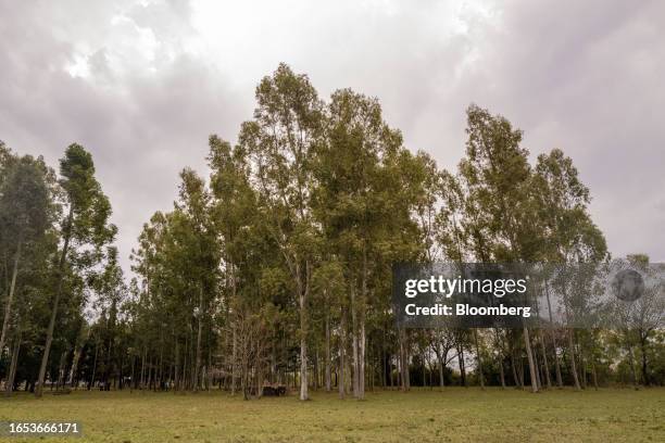 Cloned eucalyptus tree planted at the forestry nursery in Makall, Chaco province, Argentina, on Wednesday, Sept. 6, 2023. The majority state-owned...
