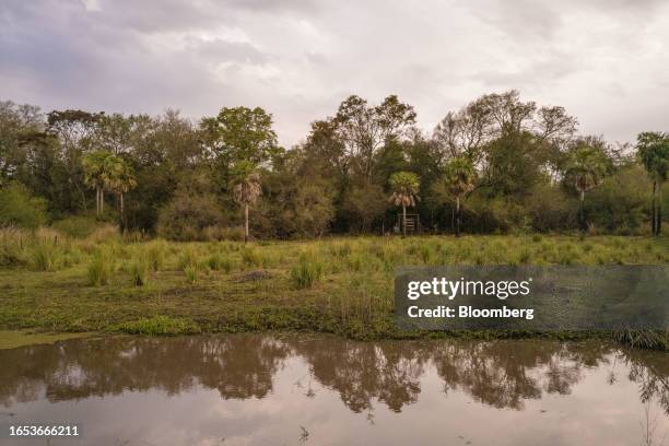 The Monte Constanza private nature reserve in Colonia Benitez, Chaco province, Argentina, on Wednesday, Sept. 6, 2023. The majority state-owned Chaco...