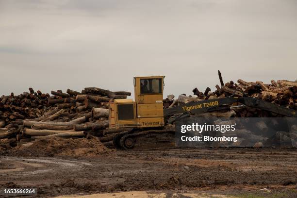 Quebracho wood logs are sorted for tannin extraction at the Indunor SA facility in La Escondida, Chaco province, Argentina, on Wednesday, Sept. 6,...