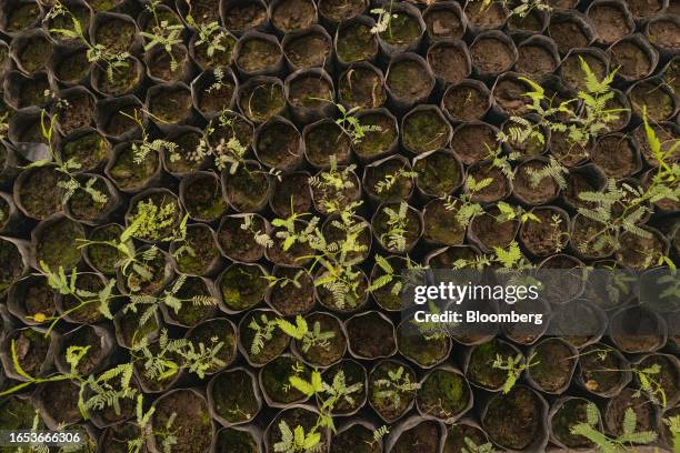 Carob tree seedlings grow in a greenhouse at the forestry nursery in Makall, Chaco province, Argentina, on Wednesday, Sept. 6, 2023. The majority...