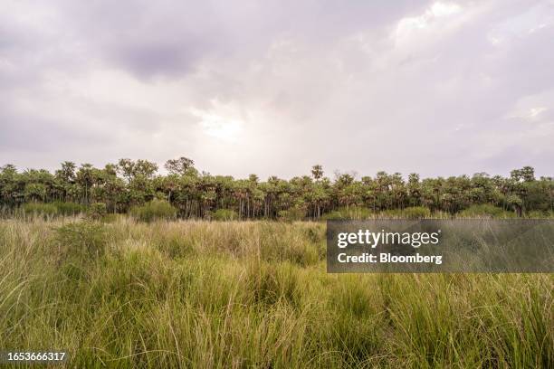 The Monte Constanza private nature reserve in Colonia Benitez, Chaco province, Argentina, on Wednesday, Sept. 6, 2023. The majority state-owned Chaco...