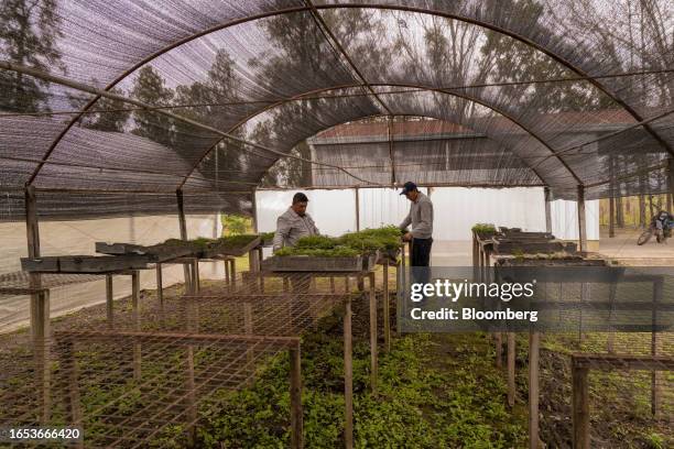 Workers care for tree seedlings growing in a greenhouse at the forestry nursery in Makall, Chaco province, Argentina, on Wednesday, Sept. 6, 2023....