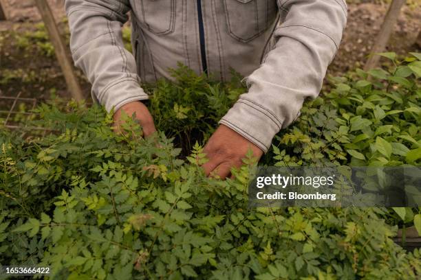 Worker cares for tree seedlings growing in a greenhouse at the forestry nursery in Makall, Chaco province, Argentina, on Wednesday, Sept. 6, 2023....