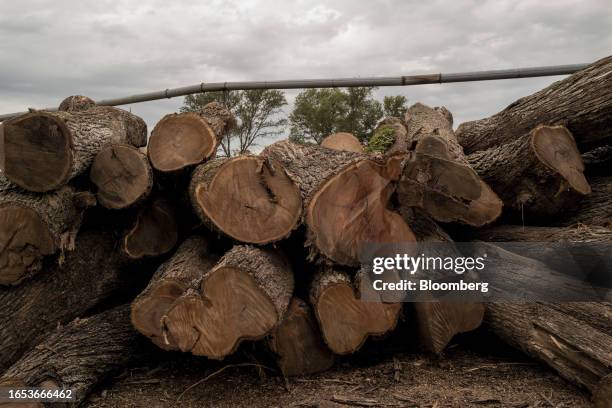 Algarrobo wood logs before cutting at a sawmill in Machagai, Chaco province, Argentina, on Wednesday, Sept. 6, 2023. The majority state-owned Chaco...