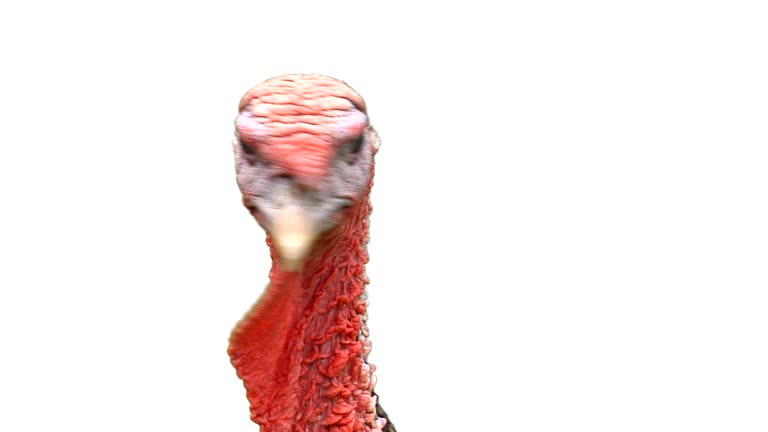 https://media.gettyimages.com/id/165371433/video/hd-turkey-head-on-white.jpg?b=1&s=640x640&k=20&c=99OcHCRpyQ_JyWUet9rp3T9kpSlT-CdcYJTPHPuYrCo=