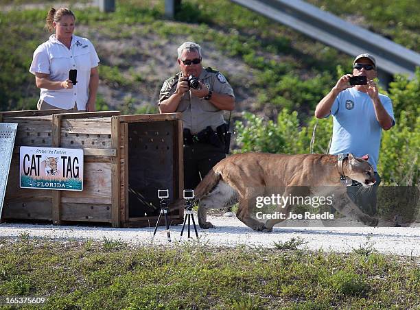 Year-old Florida panther is released into the wild by the Florida Fish and Wildlife Conservation Commission on April 3, 2013 in West Palm Beach,...
