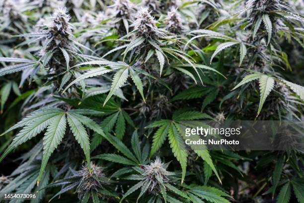 Cannabis plants in an innovative growing room at Royal Queen Seeds cannabis store in Bangkok, Thailand, 09 September 2023. The Royal Queen Seeds, the...