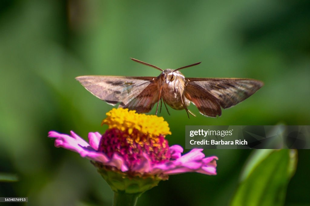 White-lined Sphinx Moth gathering pollen from flowers