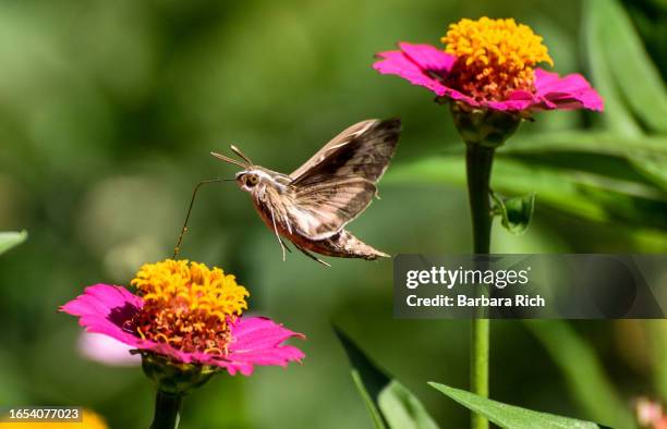 white-lined sphinx moth gathering pollen from flowers - zinnia stock pictures, royalty-free photos & images