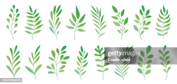 ilustraciones, imágenes clip art, dibujos animados e iconos de stock de plantas dibujadas a mano - helecho