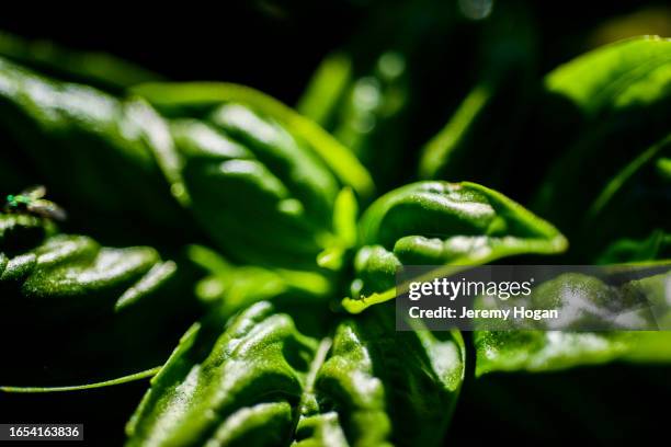 closeup of italian basil growing in indiana garden - extreme close up foto e immagini stock