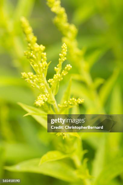 gelbe solidago - ambrosia stock-fotos und bilder