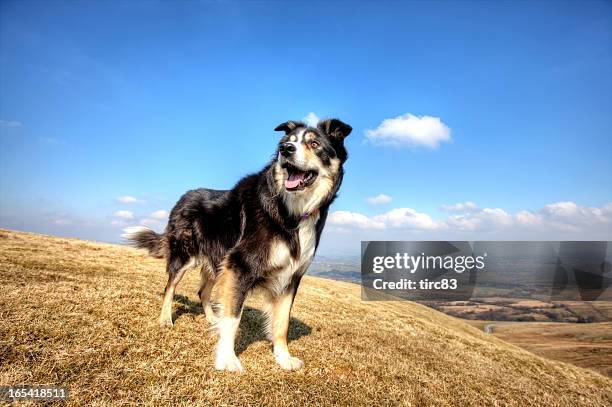 friendly border collie on moorland grass - shepherd dog stock pictures, royalty-free photos & images