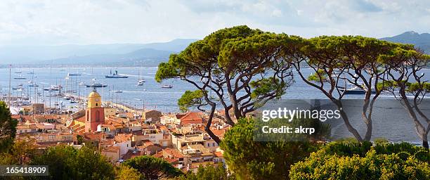 huge pine trees above st. tropez at the cote d'azur - st tropez stock pictures, royalty-free photos & images