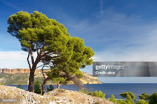 pine tree en costa azul - cassis fotografías e imágenes de stock