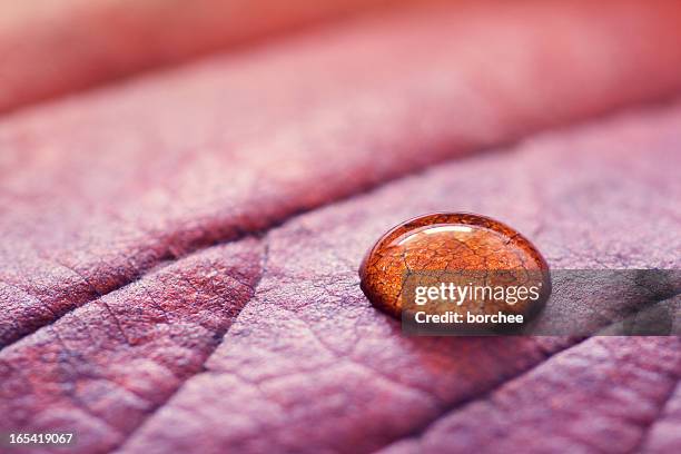 water drop on autumn leaf - translucent leaf stock pictures, royalty-free photos & images