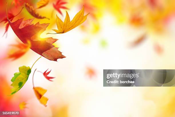 falling autumn leaves - seizoen stockfoto's en -beelden