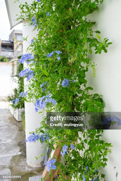the alley with blooming plumbago - plumbago stock pictures, royalty-free photos & images
