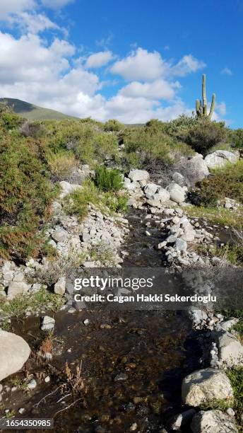 small creek flowing through the arid andean high plateau, with near threatened giant cardon cactus, echinopsis atacamensis, in the distance - andean scrubland stock pictures, royalty-free photos & images