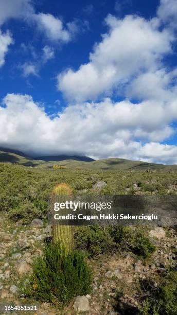 near threatened giant cardon cacti, echinopsis atacamensis, which can reach 10 meters, on the arid andean high plateau - andean scrubland stock pictures, royalty-free photos & images