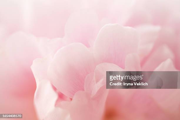 pastel pink magenta color  peony flower background in viva magenta color of the year 2023. - beauty treatment stockfoto's en -beelden