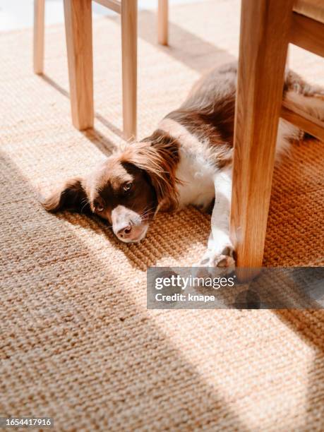 cute springer spaniel mix dog lying under kitchen dining table at home - spaniel stock pictures, royalty-free photos & images