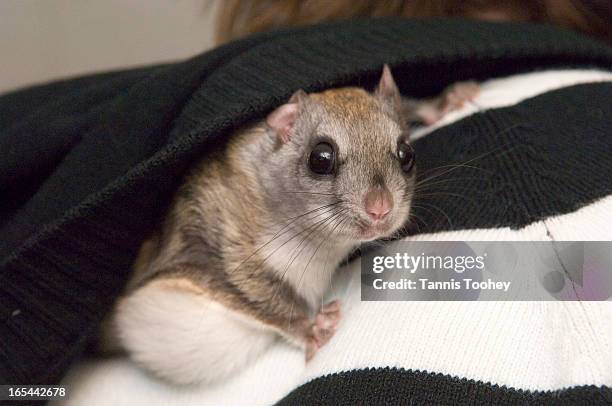 BNP_Flying Squirrel-February 6, 2007-Sabrina finds the perfect hiding spot under the hood of Brand New Planet reporter Neve Doody's sweater during...