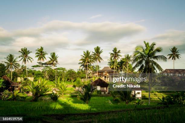 bali rice fields, ubud, indonesia - idyllic village stock pictures, royalty-free photos & images