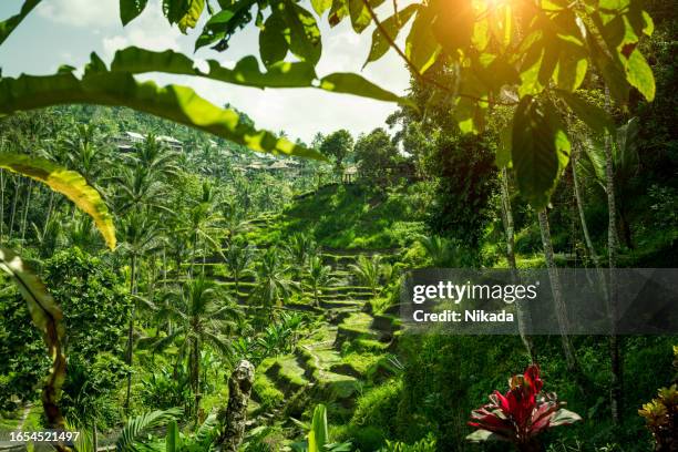 green rice terraces in bali, indonesia - ubud rice fields stock pictures, royalty-free photos & images