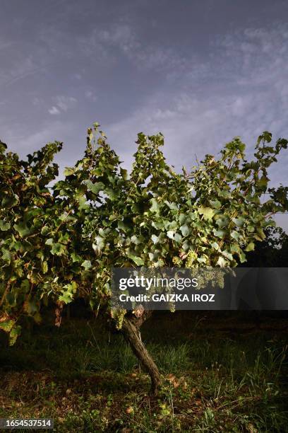 Vines carrying the Ugni Blanc and Baco grapes varieties used the making of Armagnac are ready for harvesting in Parleboscq, in southwestern France on...