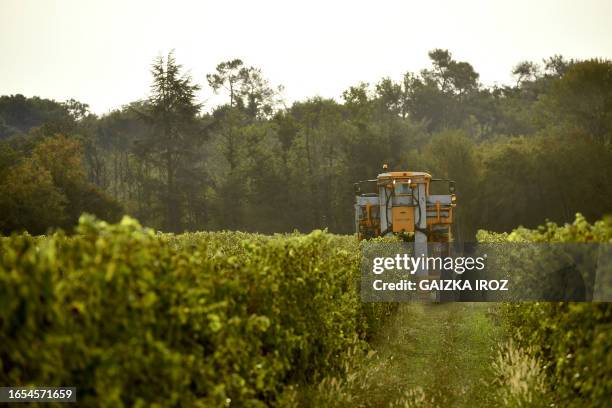 Ugni Blanc and Baco grapes varieties used the making of Armagnac are harvested in Parleboscq, in southwestern France on September 6, 2023.