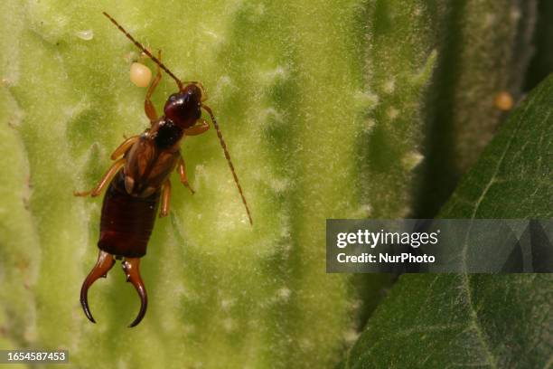 European earwig in Markham, Ontario, Canada, on August 16, 2023.