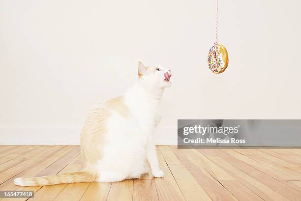 white cat looking at doughnut hanging from string - licking lips stock pictures, royalty-free photos & images