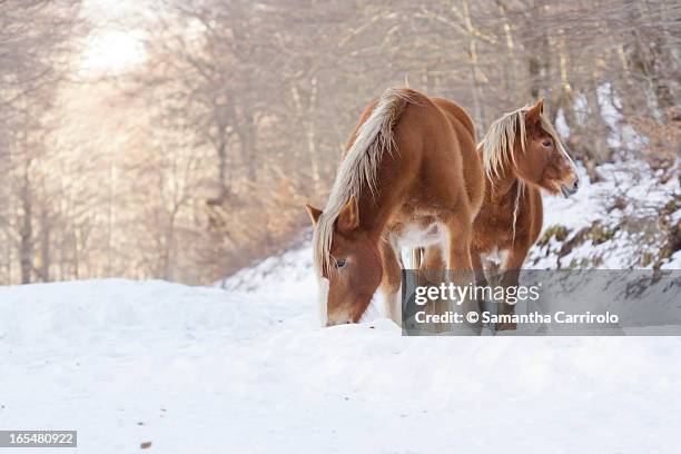 love in woodland - snow horses fotografías e imágenes de stock