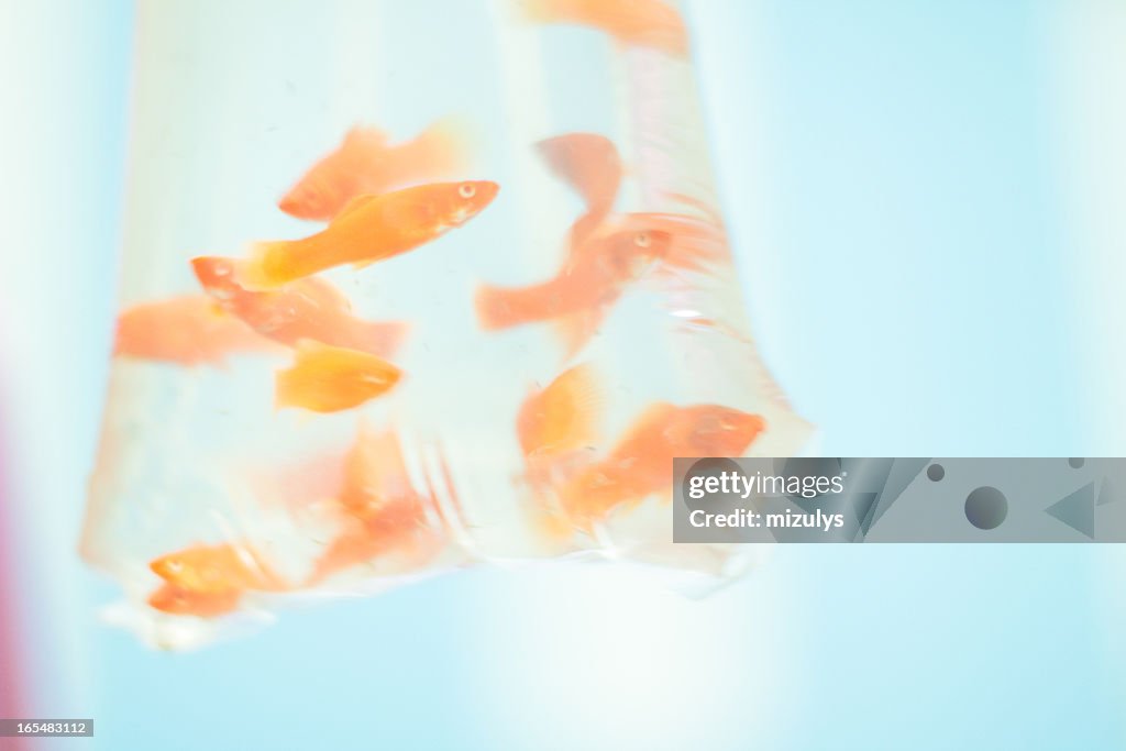 Gold fish