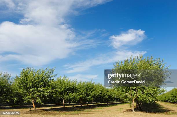 オーチャードの ripening アーモンドナット付き - almond orchard ストックフォトと画像