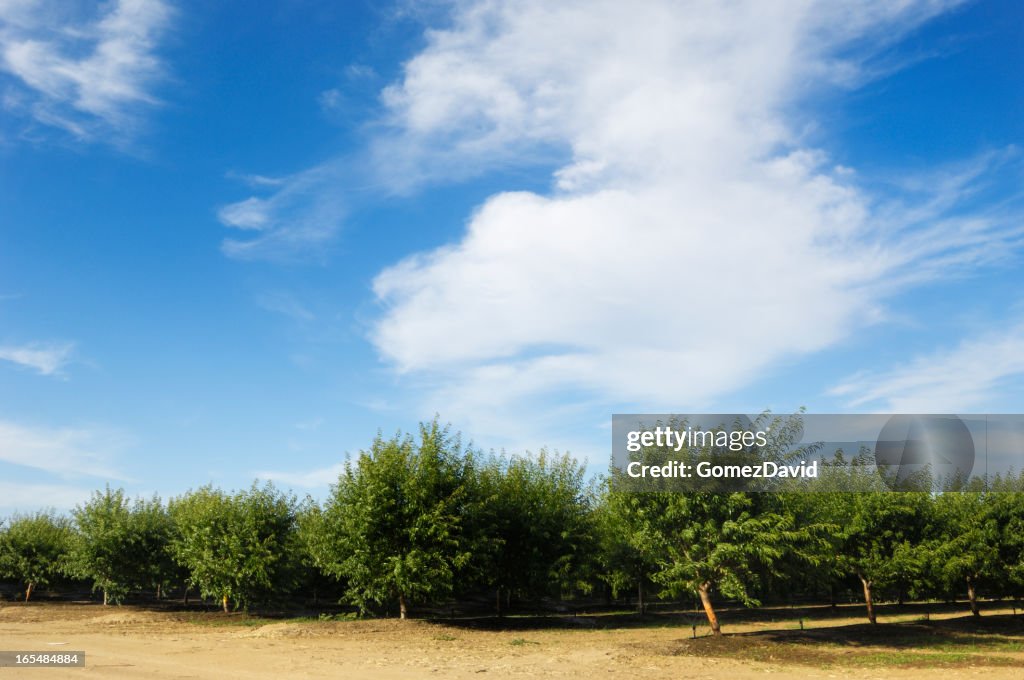 Orchard View of Ripening Almond Nuts